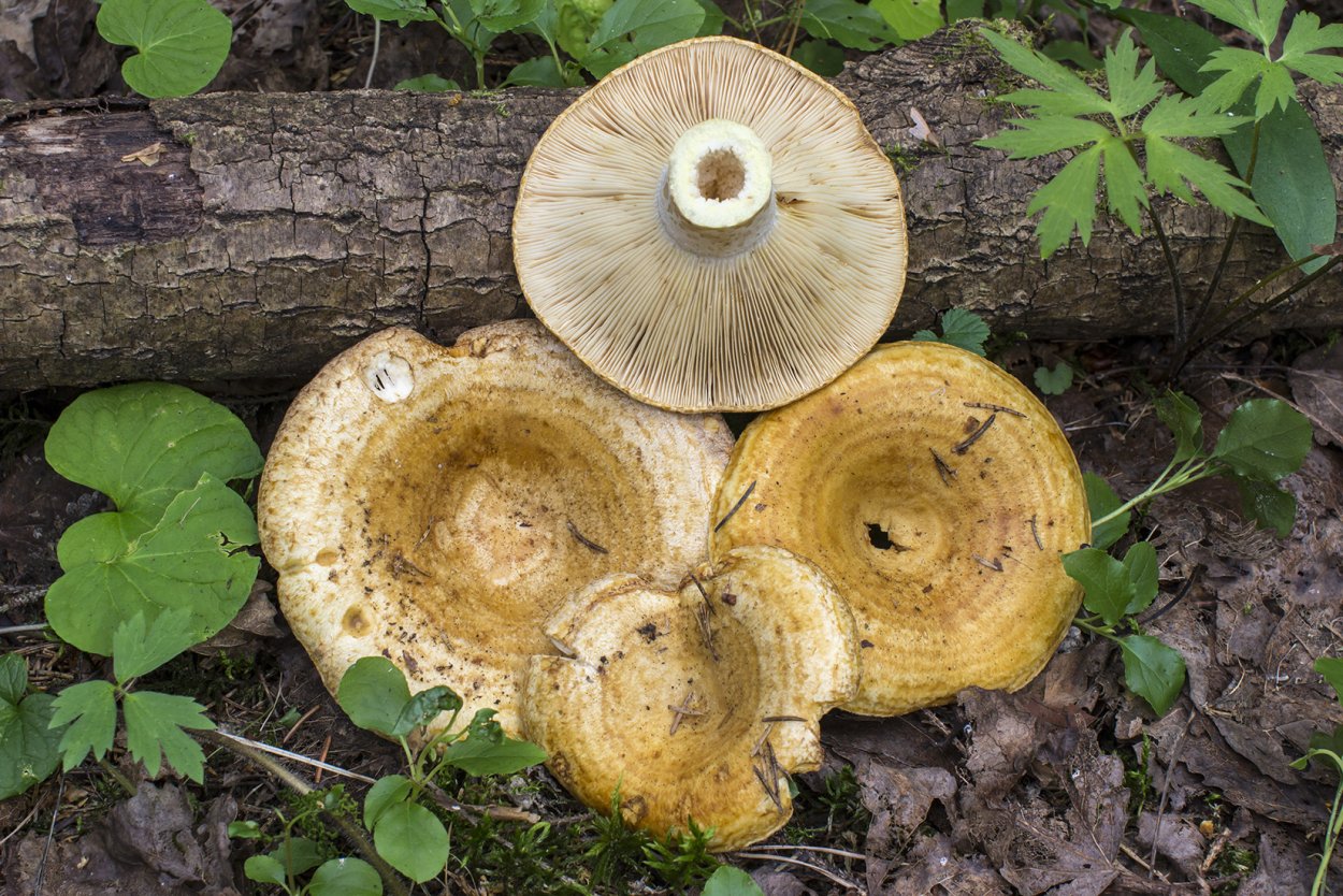 Груздь водянистозоновый (Lactarius aquizonatus)