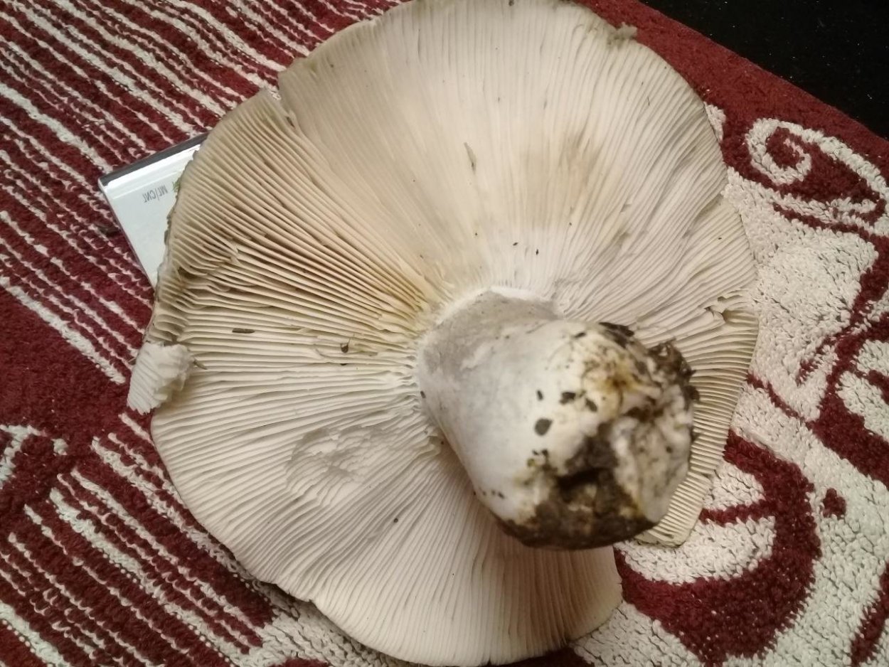 Груздь Дальневосточный