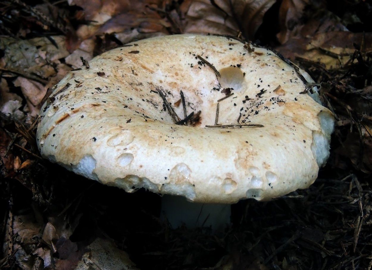 Млечный груздь