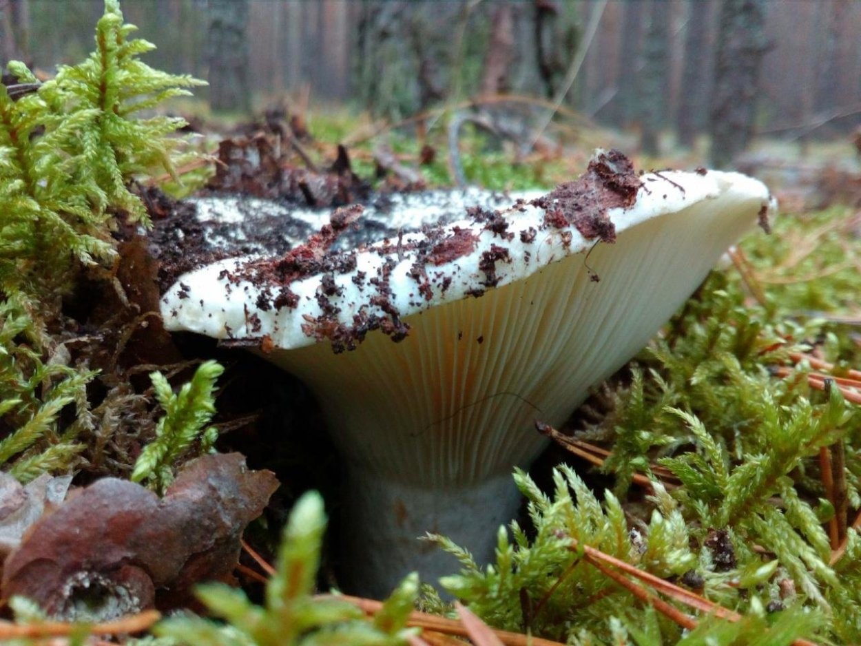 Russula Delica (подгруздок белый)