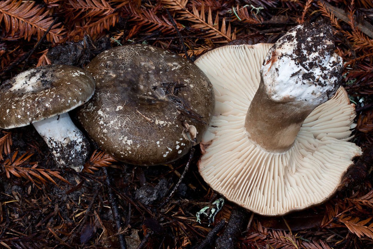 Подгруздок белый в октябре