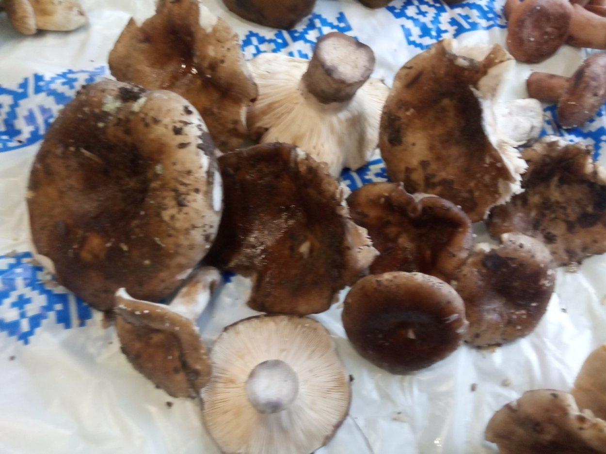 Груздь настоящий