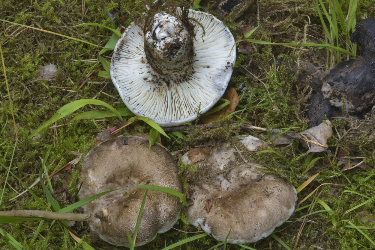Подгруздок чернеющий (Russula nigricans)