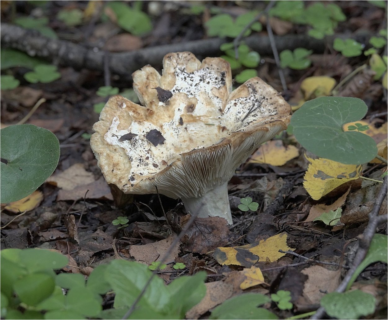 Сыроежка подгруздок белый