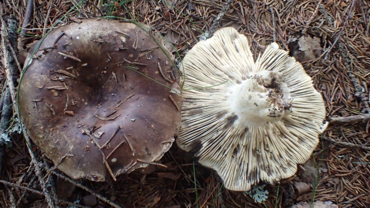 Гриб подгруздок белый ложный