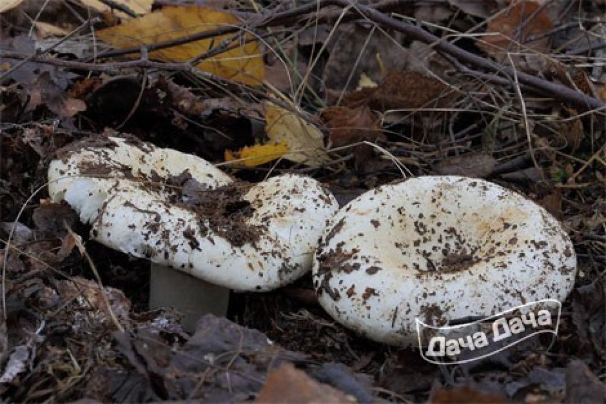 Подгруздок белый сухой груздь Russula Delica