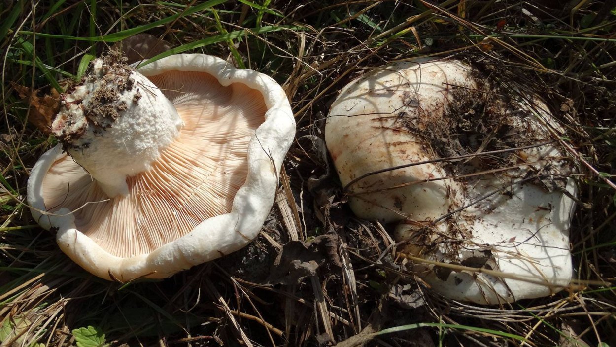 Russula Delica (подгруздок белый)