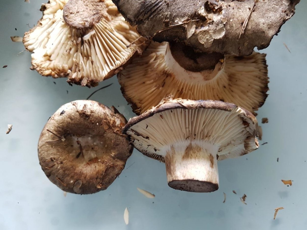 Скрипица . Подгруздок белый