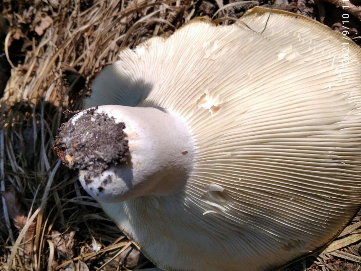 Груздь подгруздок млечник
