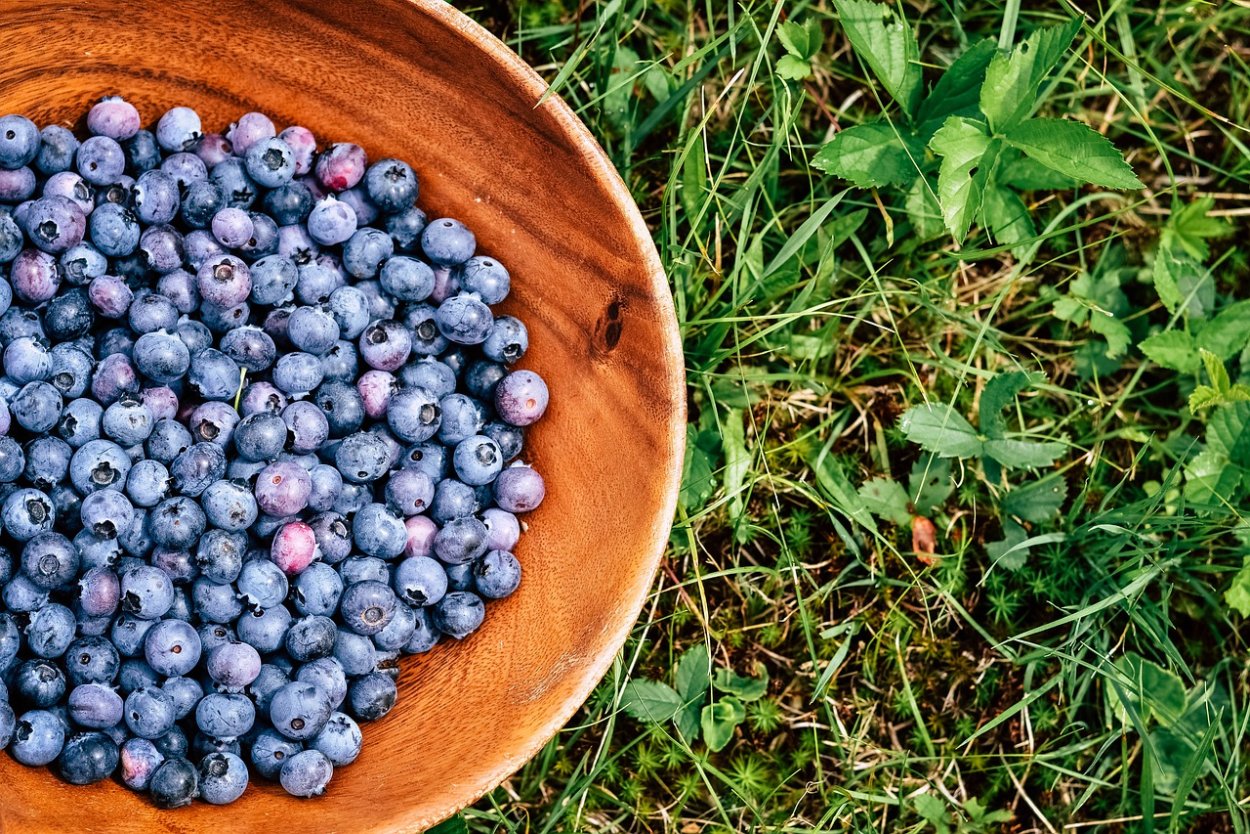 Август черника