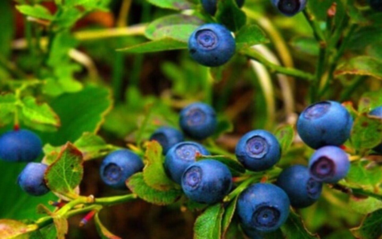 Ягоды Башкирии