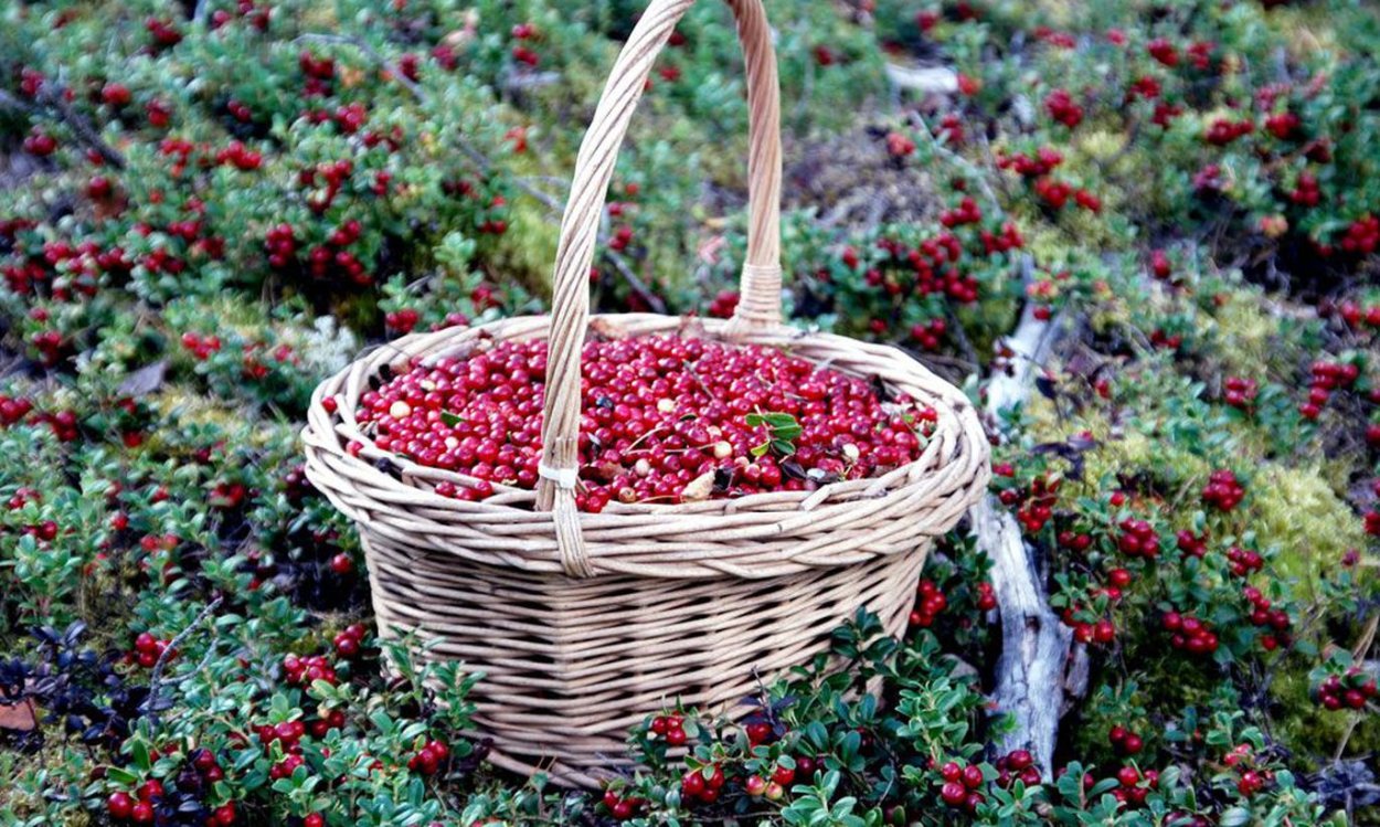 Черника голубика ежевика