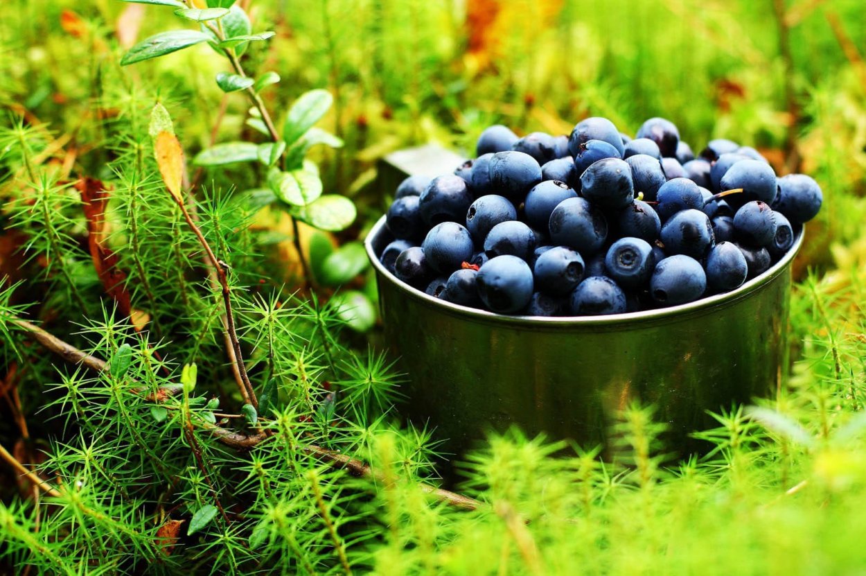 Дикоросы черника