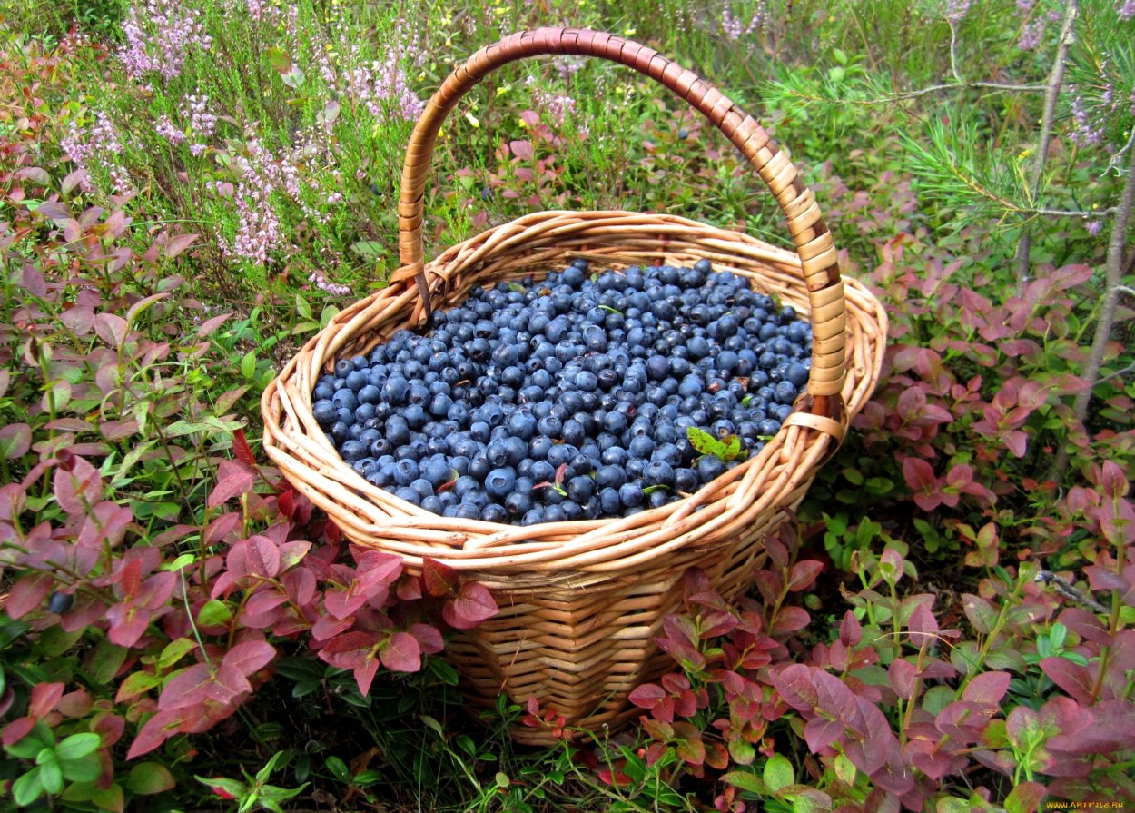 Лукошко с черникой