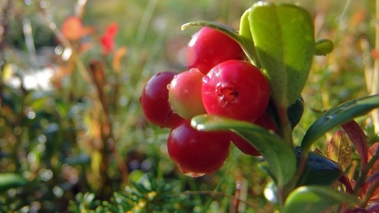 Черника в корзине