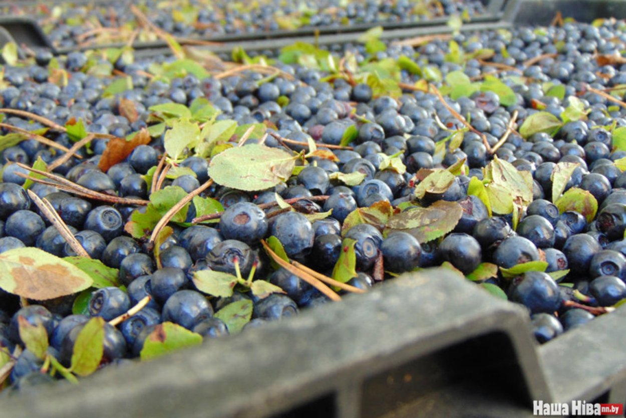 Черника ежевика