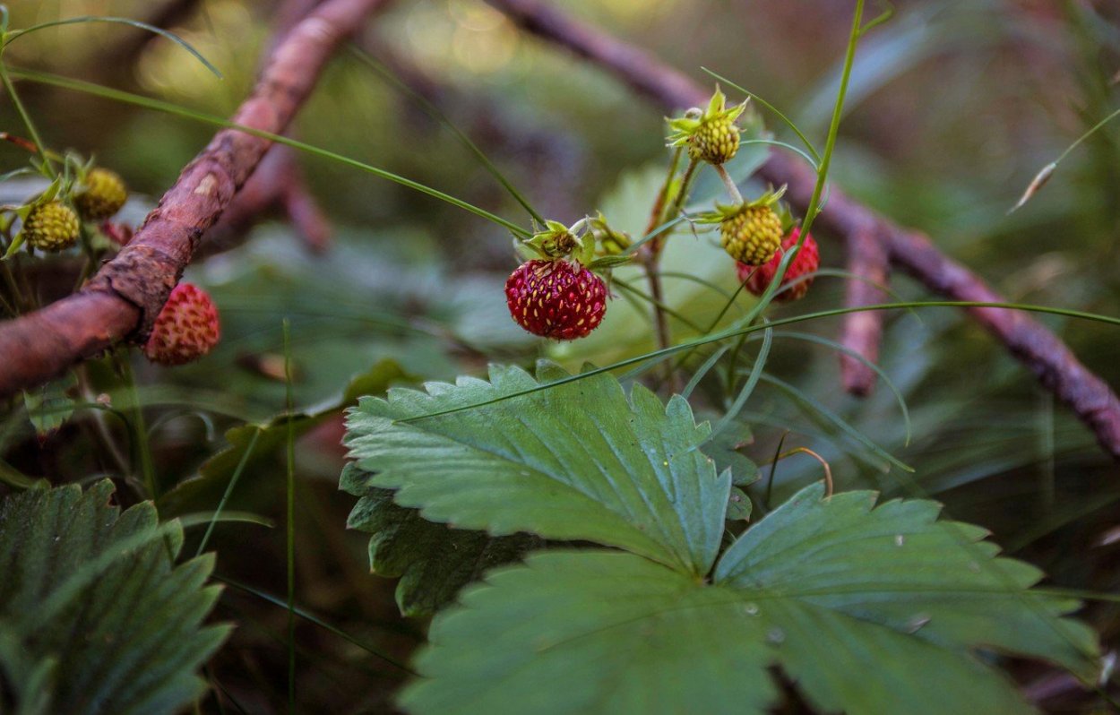 Брусника ягода