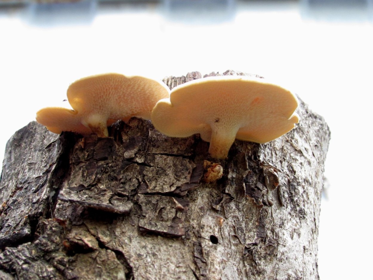 Трубчатый гриб растущий на стволах деревьев