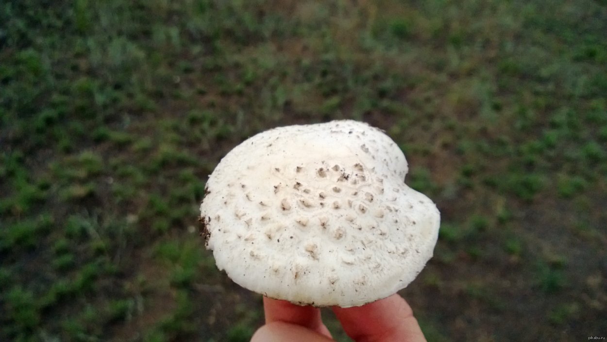 Опенок Луговой Marasmius Oreades