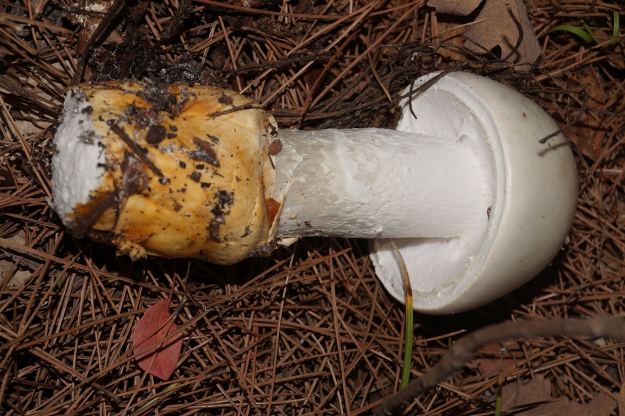 Говорушка рыже-бурая