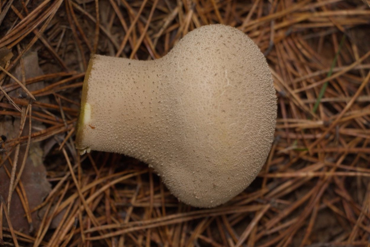 Съедобные и несъедобные грибы Урала