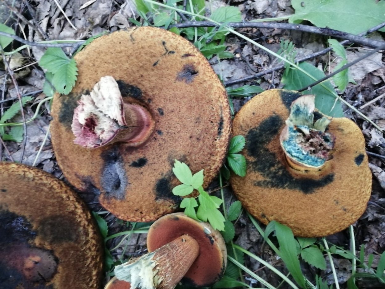 Гриб дождевик съедобный и Ложнодождевик