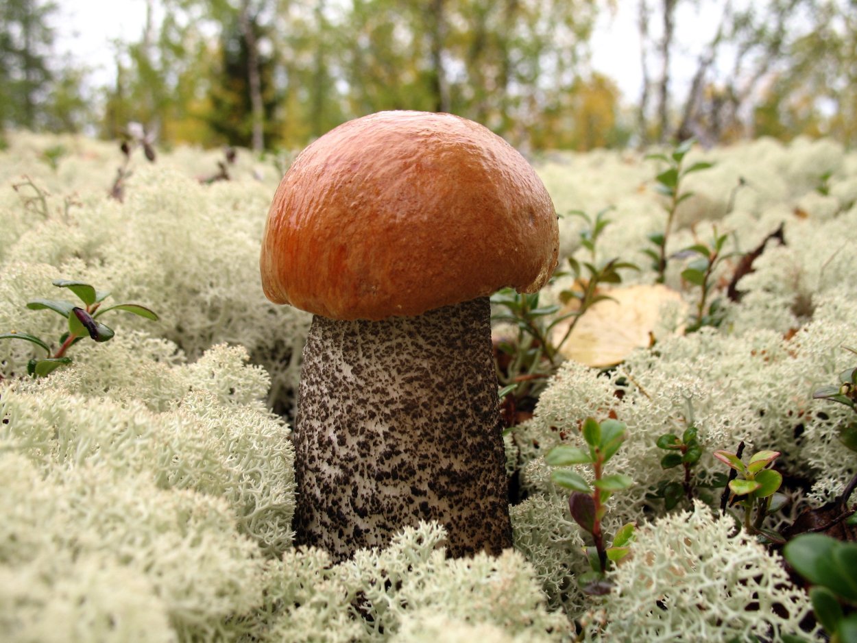 Retiboletus ornatipes гриб
