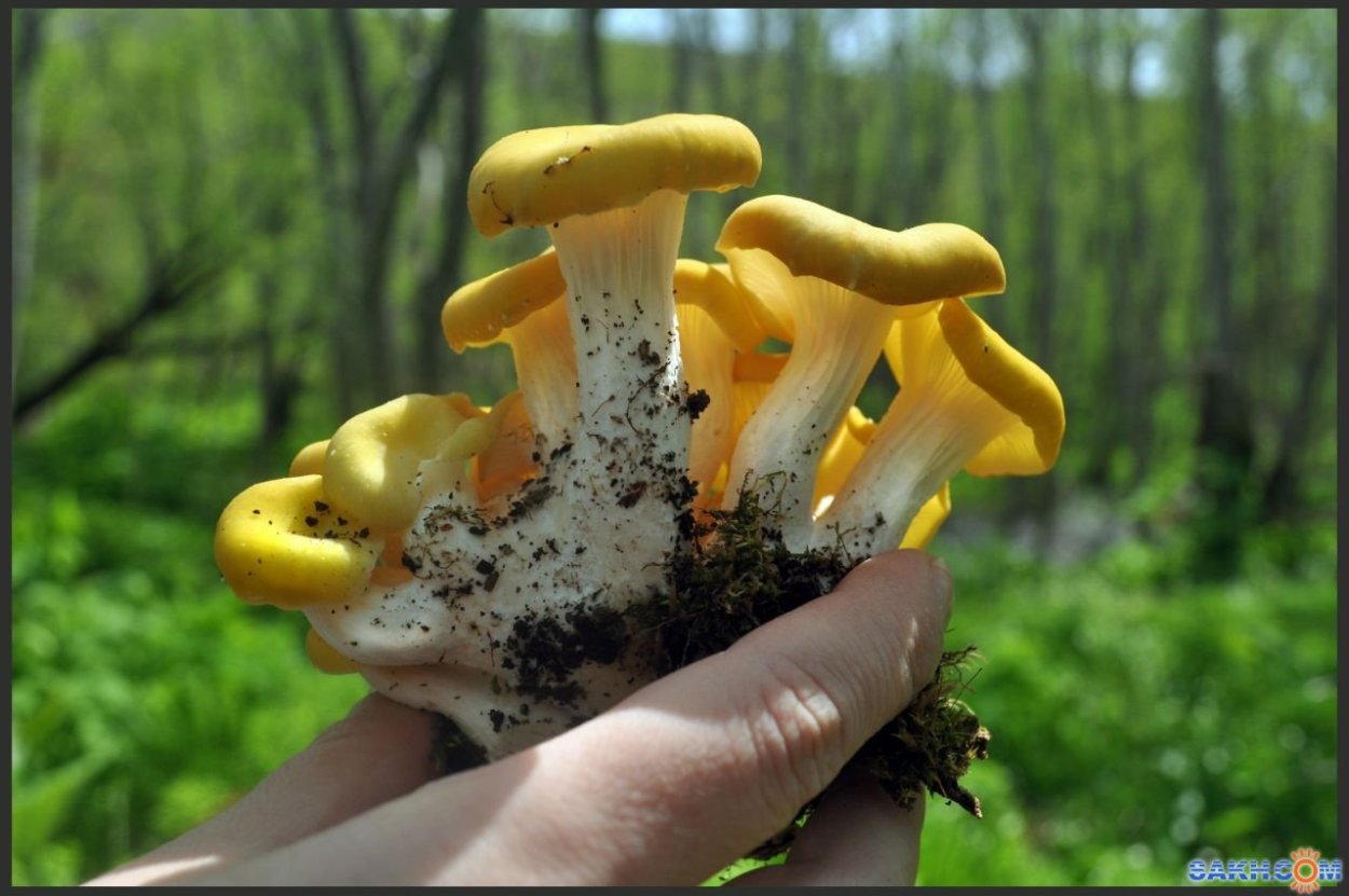 Ежовик белоножковый гриб