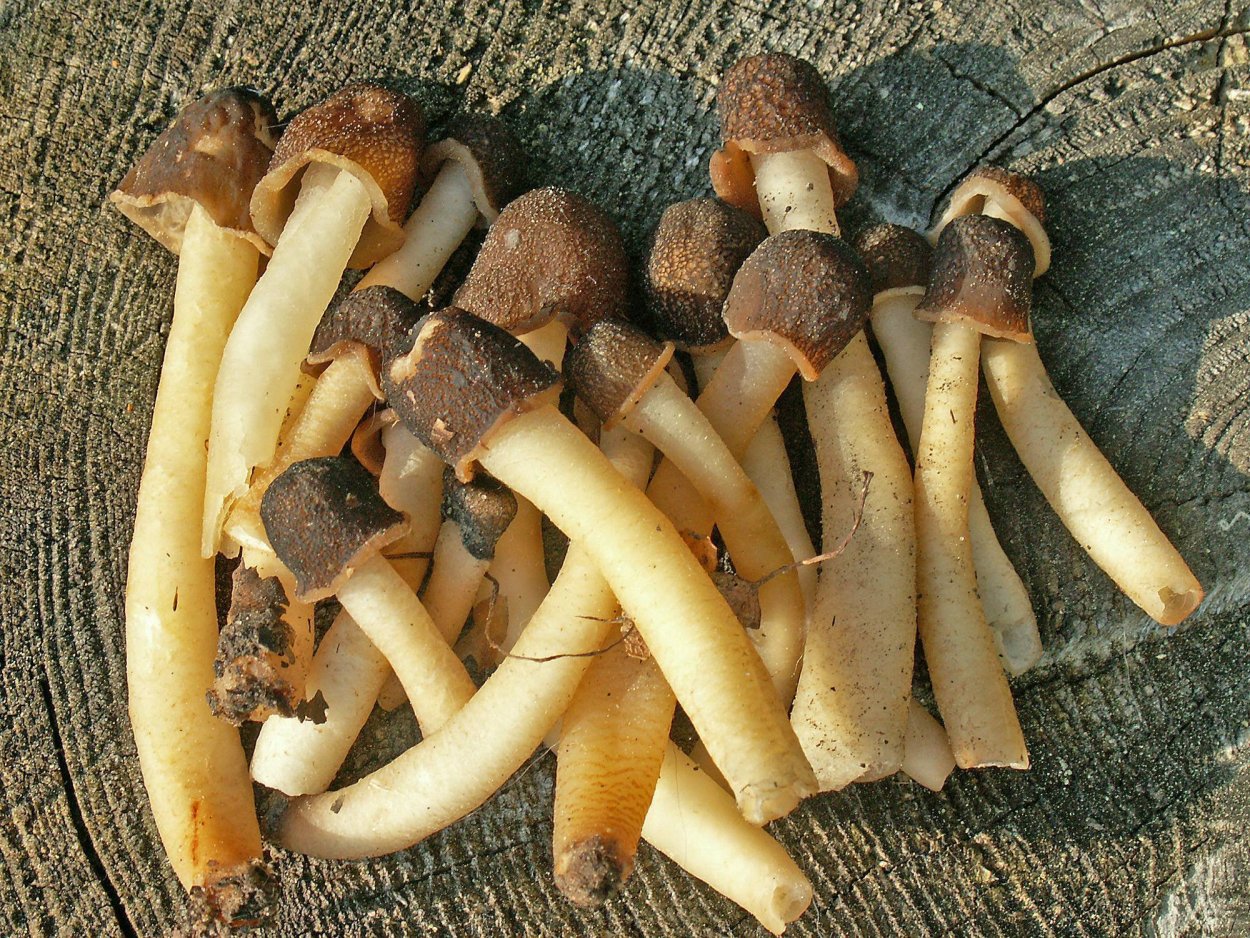 Атлас определитель съедобные и несъедобные грибы