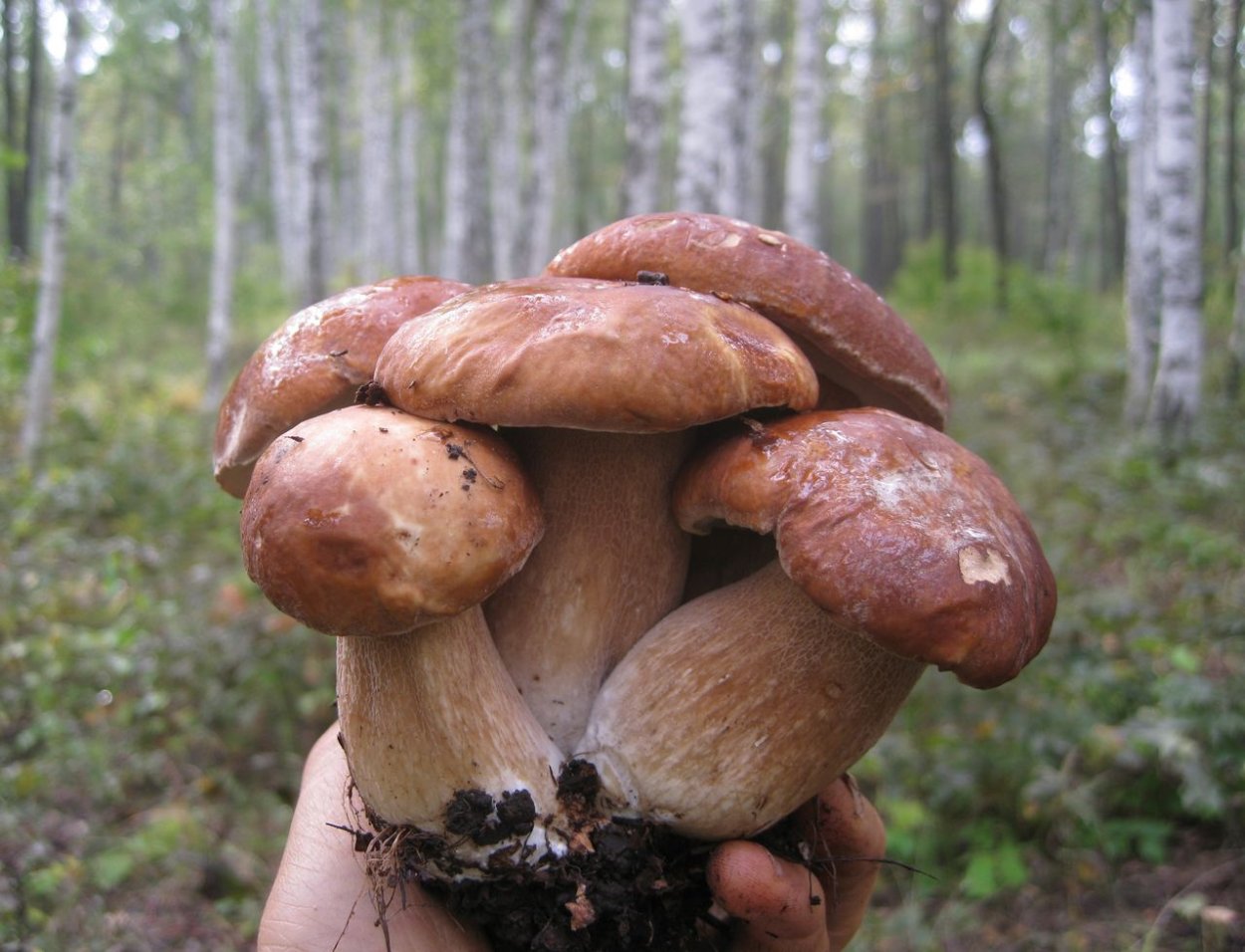 Лисички грибы в лукошке