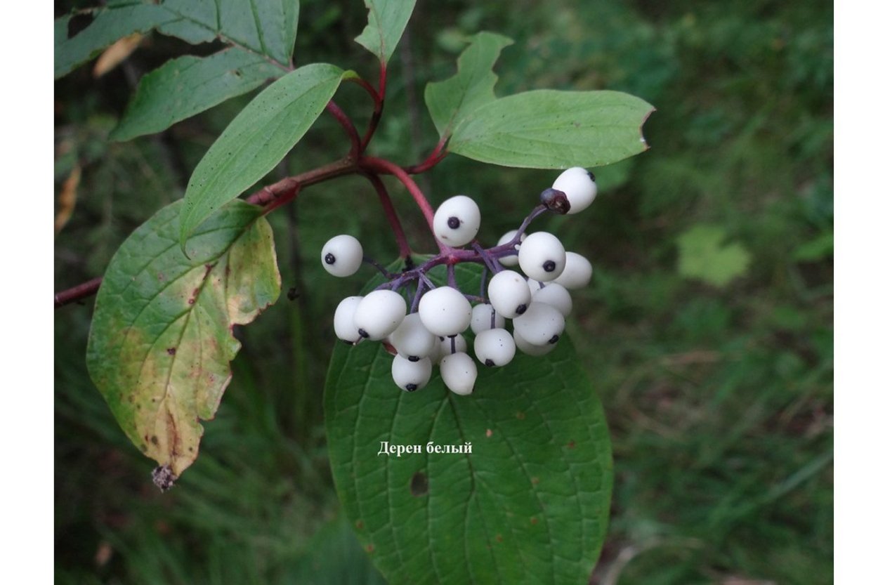 Дерен белый ягоды ядовиты