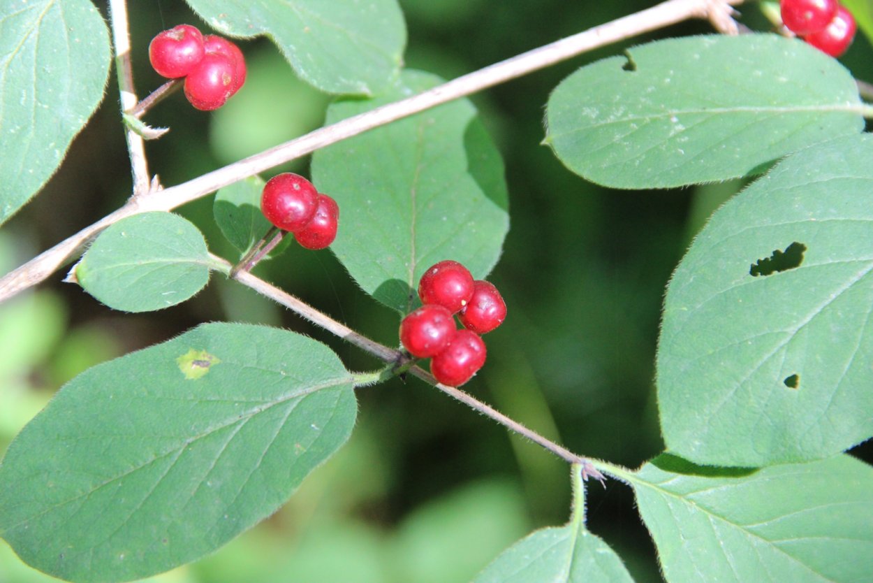 Жимолость Волчья ягода