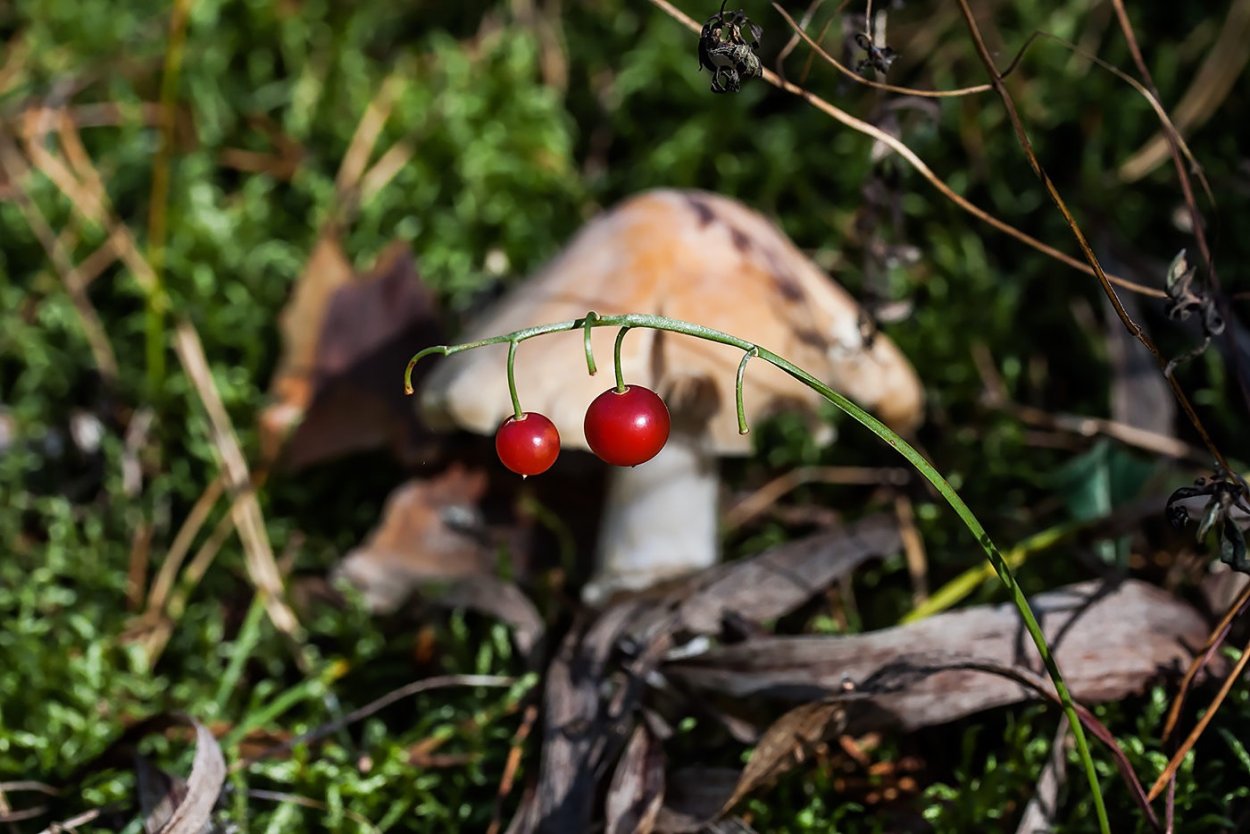Ядовитые ягоды в лесу