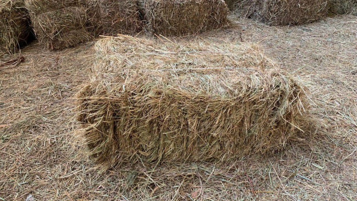 Сено луговое в рулонах 300кг. Авито сено ростовская область. Авито сено калмыкия. Животные попавшие в рулон сена. Квадратные тюки сена.