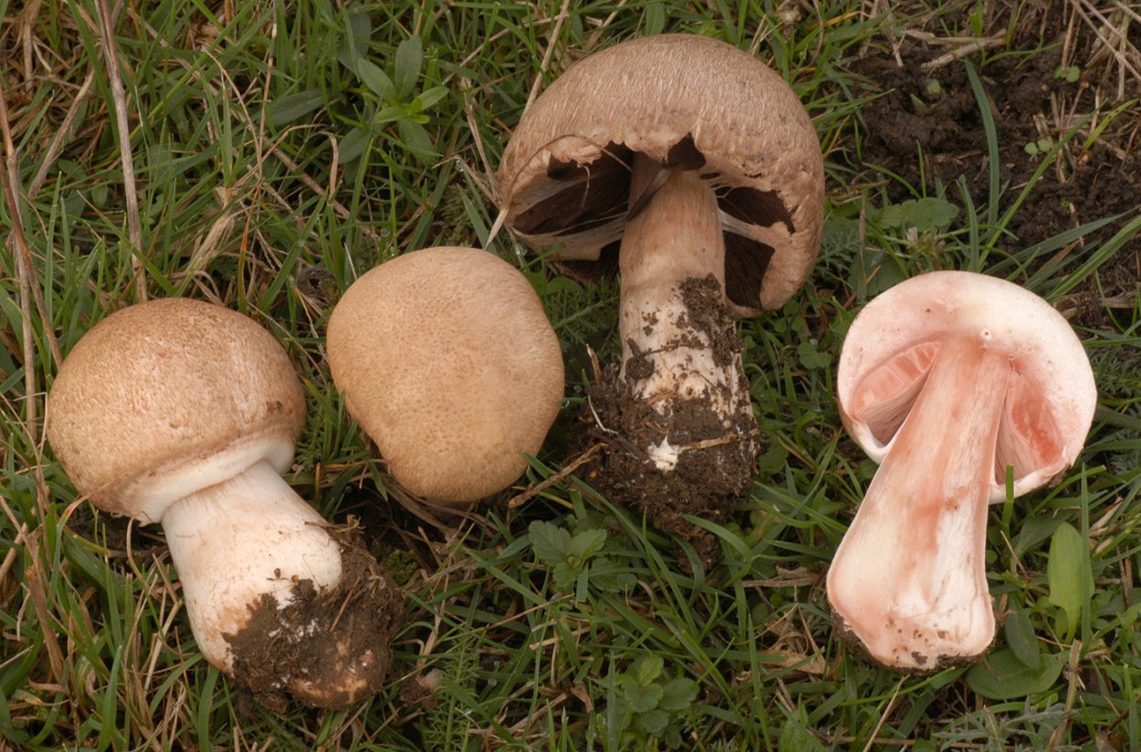 Шампиньон полевой Agaricus arvensis