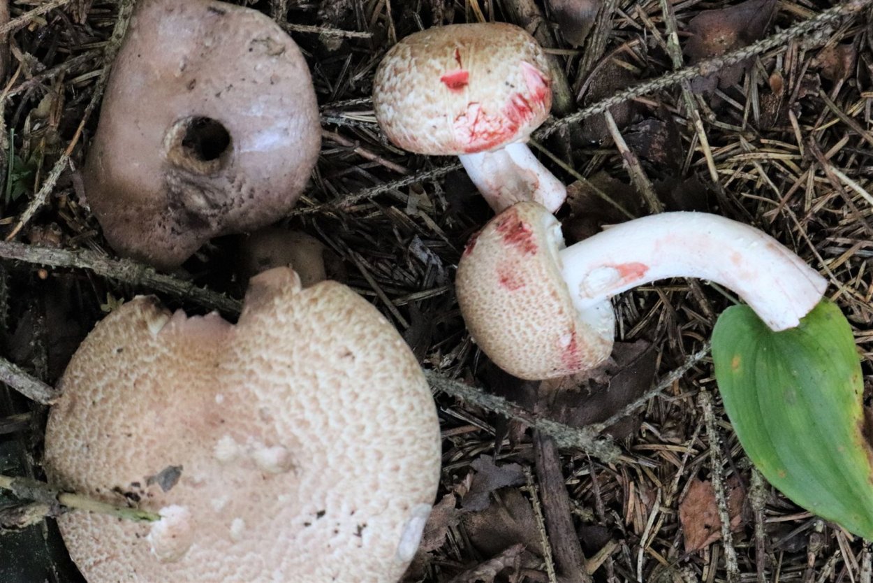 Гриб шампиньон Лесной Благушка Agaricus silvaticus