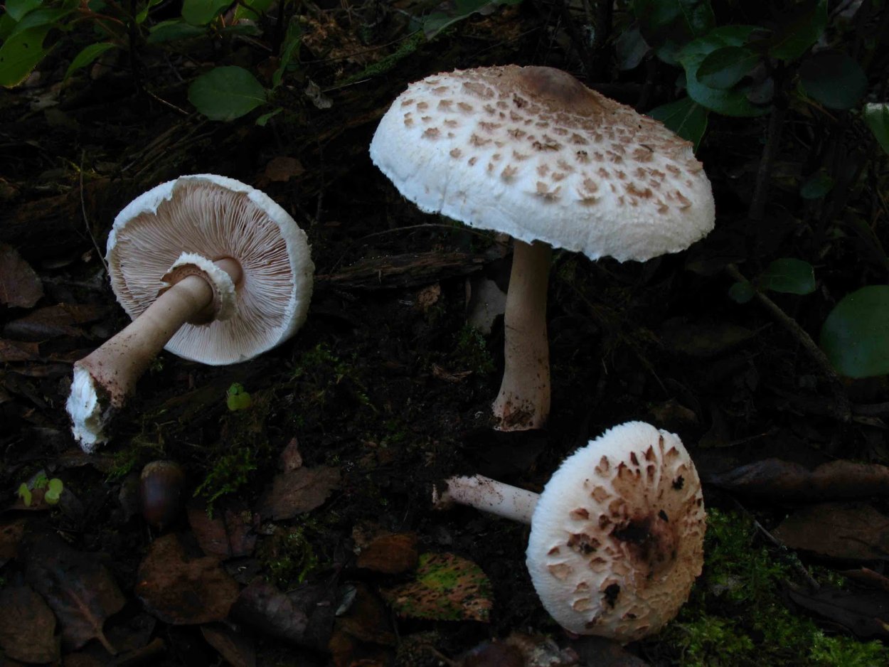 Гриб шампиньон ХМАО