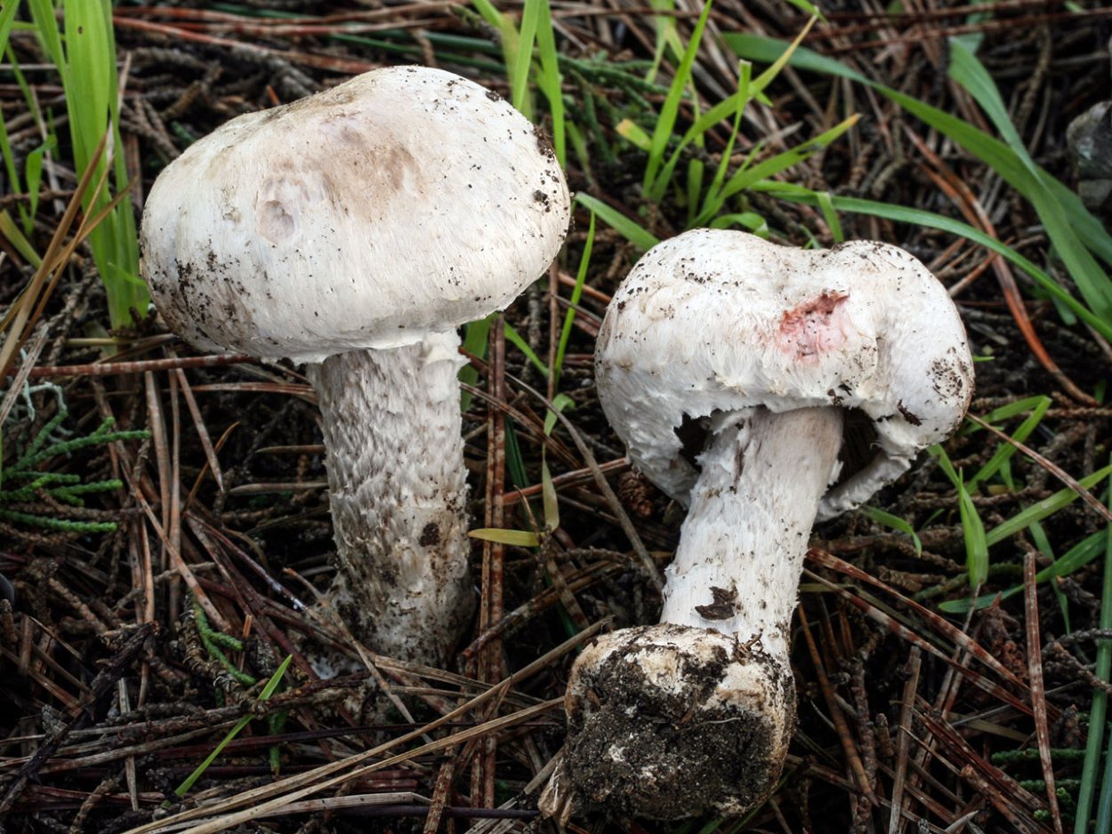 Agaricus benesii гриб