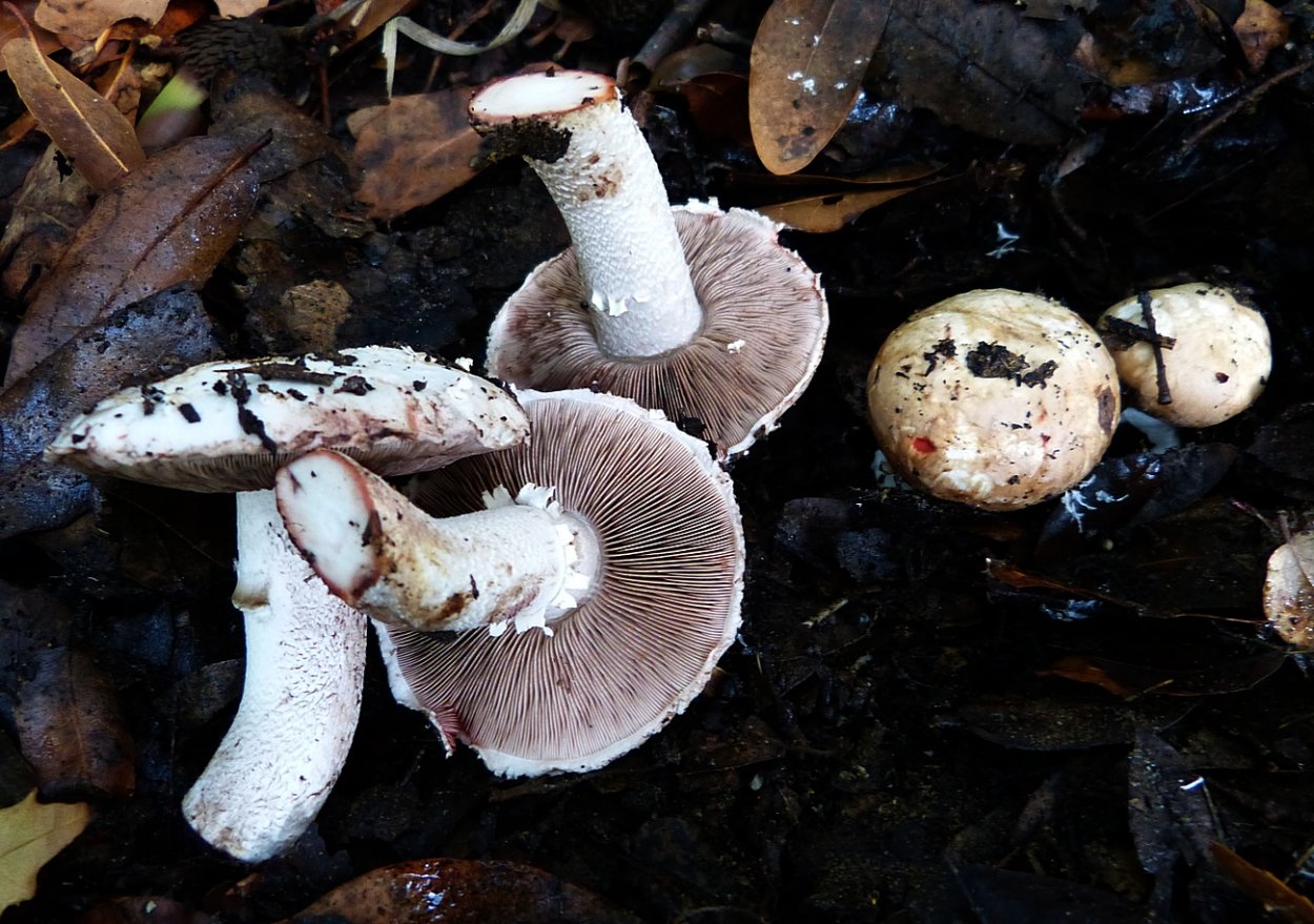 Шампиньоны Лесные ложные