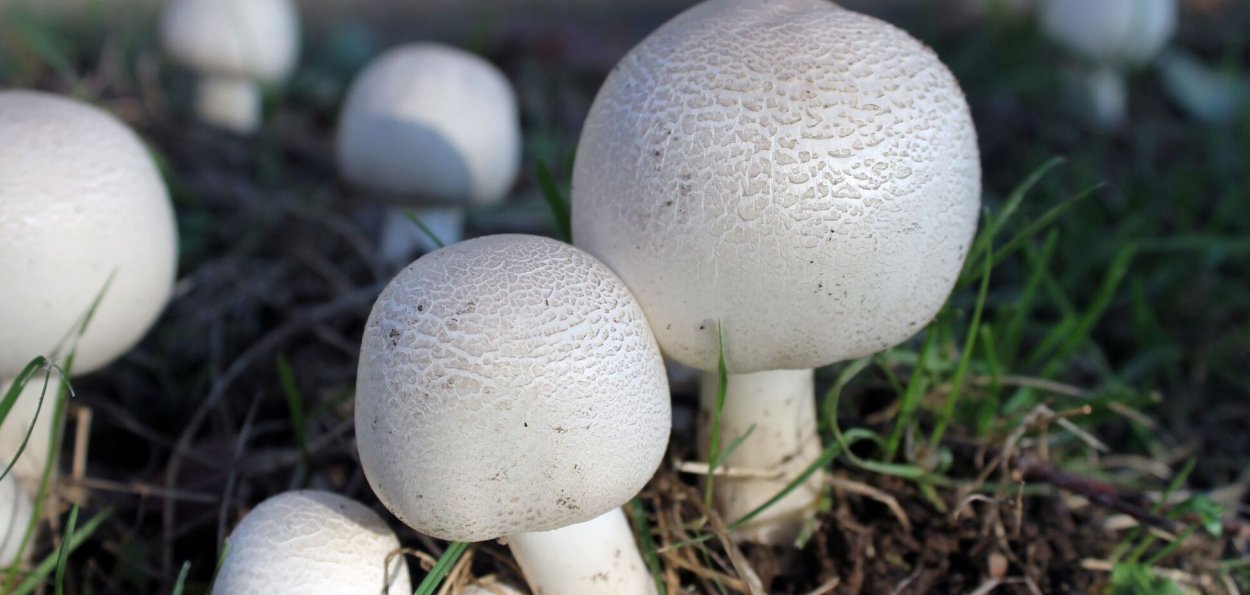 Шампиньон двуспоровый (Agaricus bisporus)