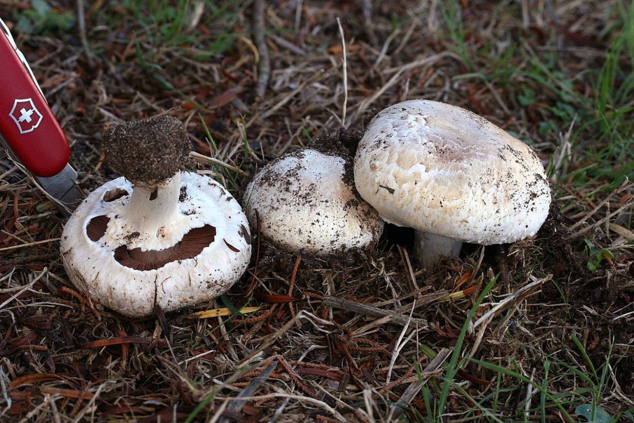 Шампиньон Луговой Agaricus Campestris