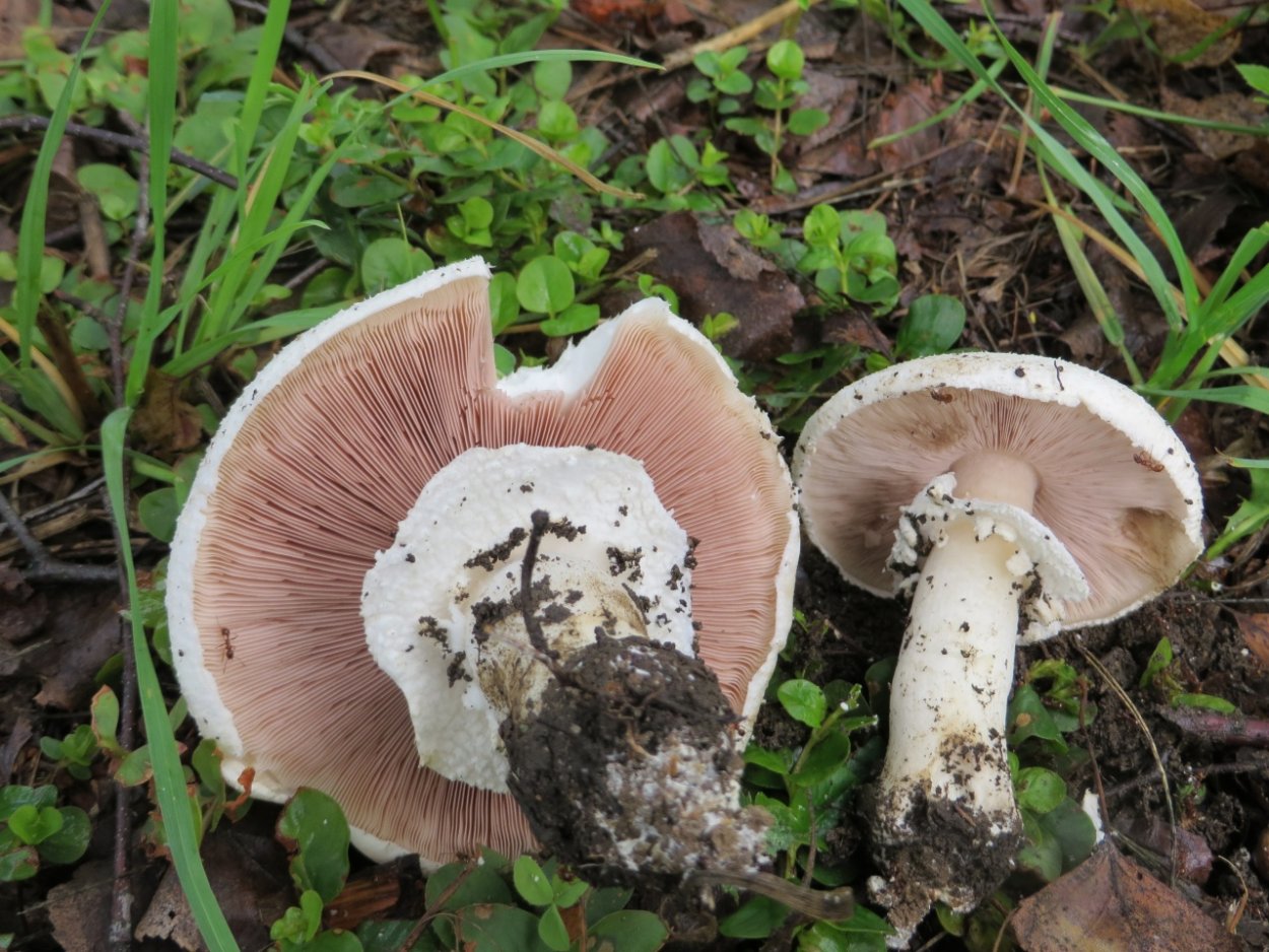 Печерица, Луговой шампиньон ложные