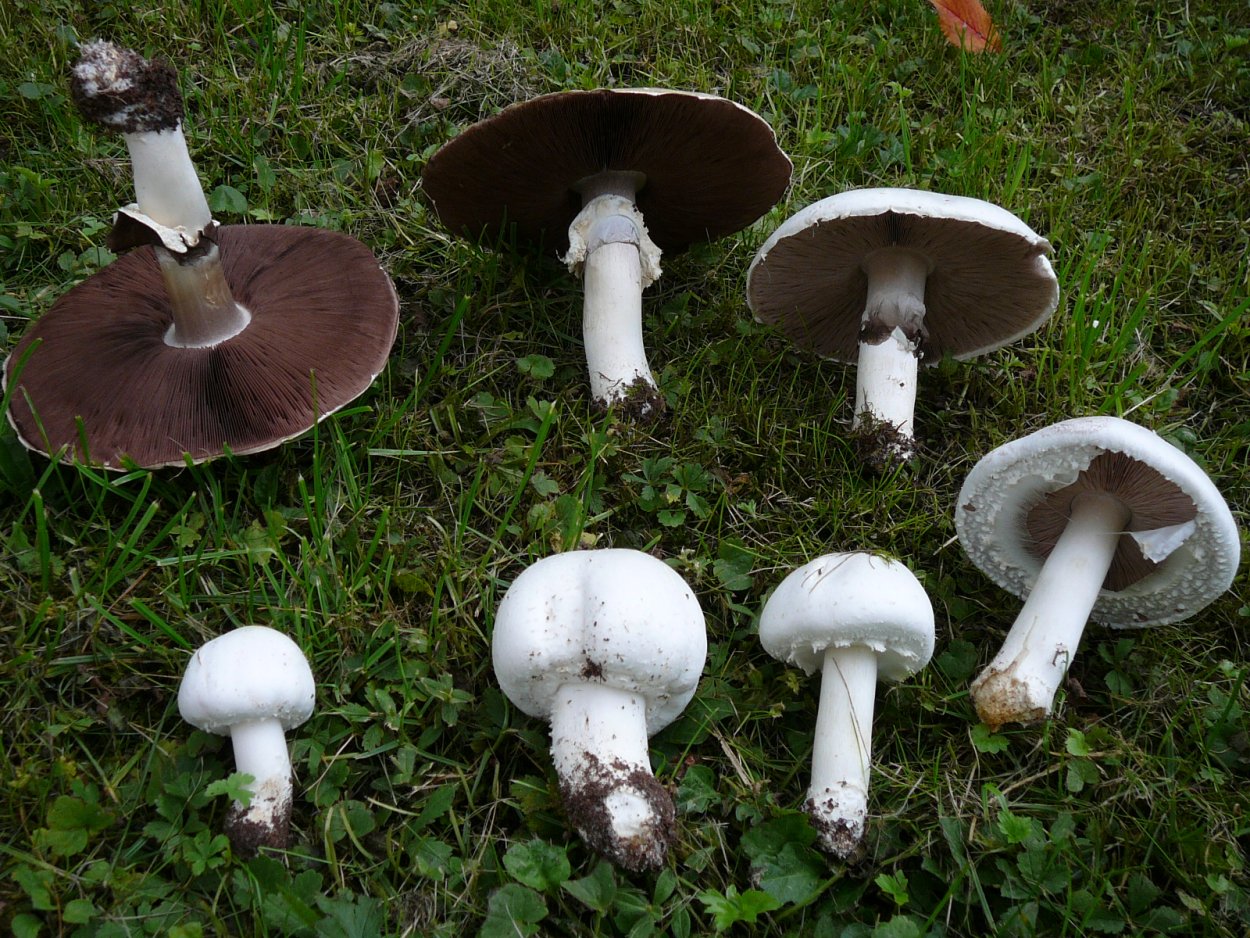 Шампиньон плоскошляпковый Agaricus placomyces