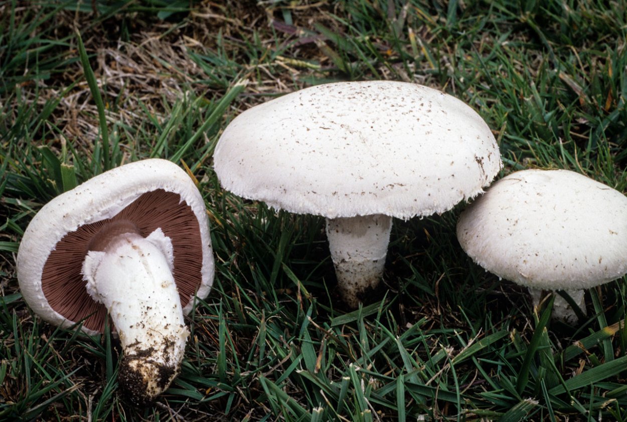 Agaricus bernardii