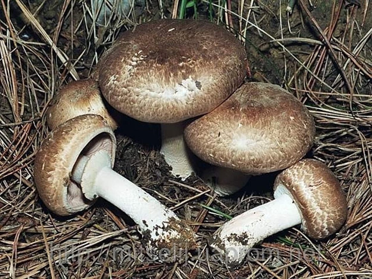 Шампиньон Лесной Agaricus silvaticus