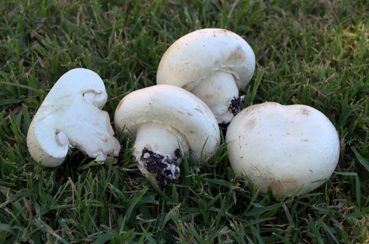 Шампиньон плоскошляпковый Agaricus placomyces