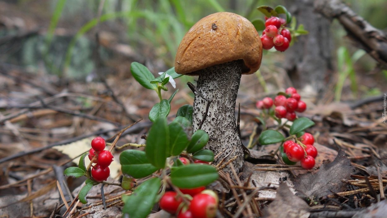 Все лесные грибы