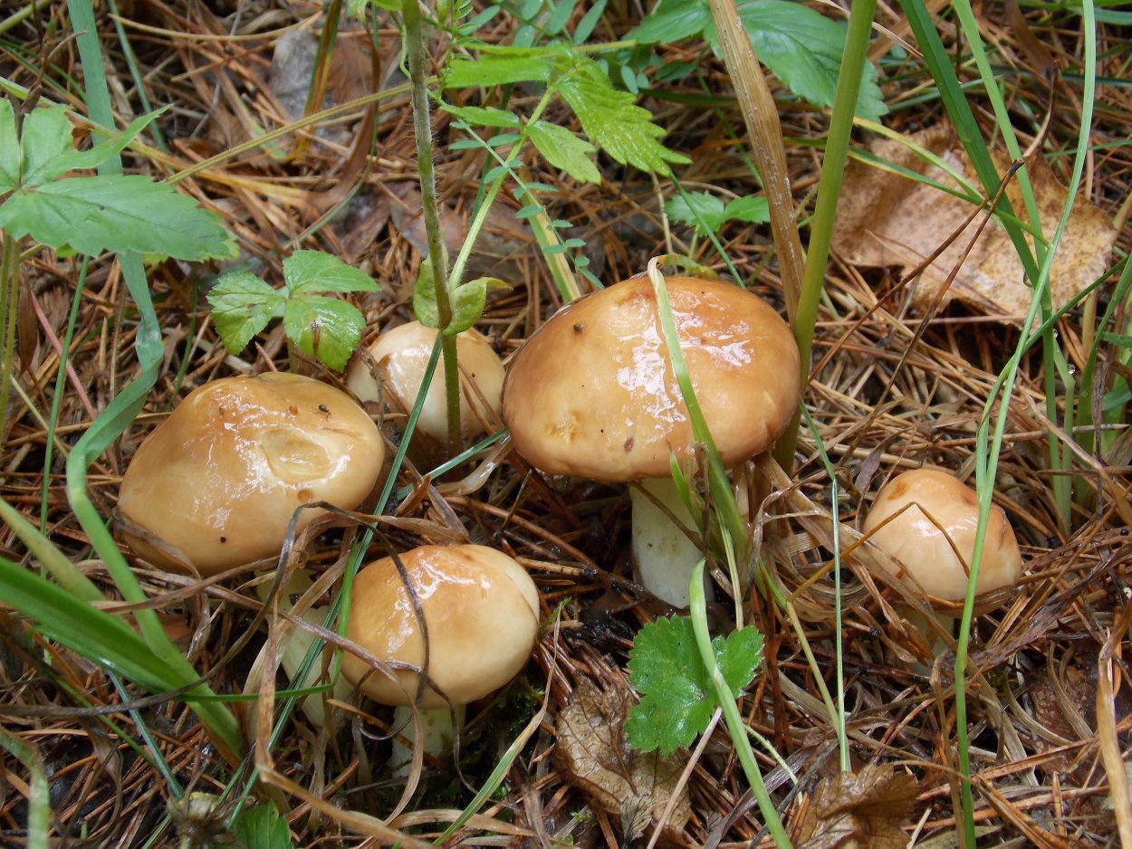 Грибы Ямала маслята