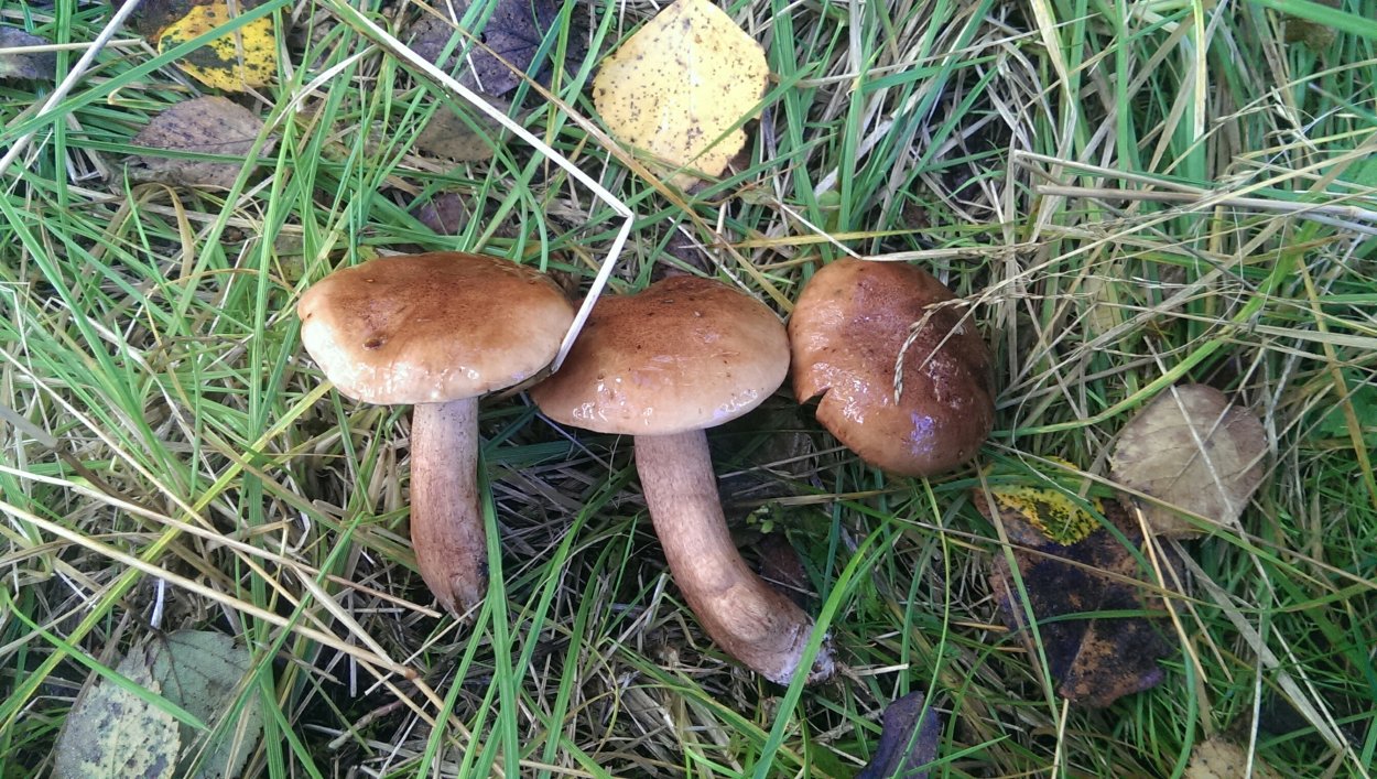 Съедобные грибы Ростовской области в лесу