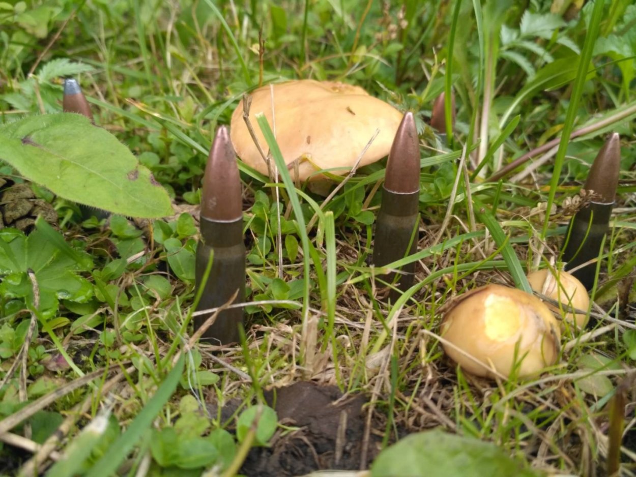 Маслята грибы и рядовки